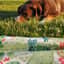 Jasmeet