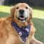 Bronson