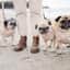 @PENZANCEPUGS
