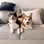 aly.adventures and/ itsnovathecorgi