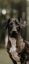 digby_the_dashie_