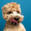 Cooper