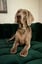Birger