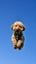 koda.the.poodle