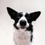 Buddy