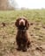 Jasper