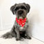 Albie
