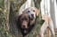 Oscar and Bailey