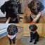 Cloe