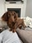 Alfie
