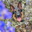 Simmone