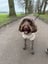 Alfie