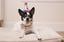 H&K Party Hat Superstar Small image 2