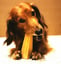 Cheese bone - L - 100 grams image 2
