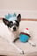 Lulubelles Power Plush Pupcake Blue image 2