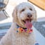 H&K Bow Tie Party Time Pink image 2