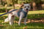 Step-In Harness - Blue Plaid & Denim image 4