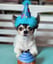 H&K Party Hat Balloon Doggy Small image 2