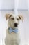 Cotton Bow Tie image 7
