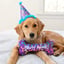 H&K Party Hat Balloon Doggy Large image 2