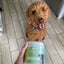 Digestive Aid image 4