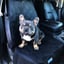 Pet Front Bucket Seat Cover image 1