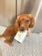 Probiotic - Digestion and Gut Support for Dogs image 2