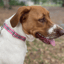 Adjustable Collar - Pink Plaid image 2