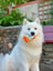 Carrot and Pumpkin Natural Bites image 1