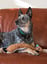 Comfort Critter image 2