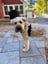 Settle Strap Tiny image 3