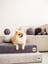 The Dog Mattress image 1