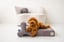 The Dog Mattress image 2