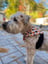 Settle Strap Classic image 5