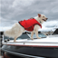 Surf n Turf Dog Life Jacket image 2