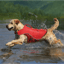 Surf n Turf Dog Life Jacket image 1