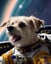 Astronaut Dog Portraits image 3