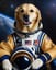Astronaut Dog Portraits image 15