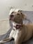 Flower Dog Collars image 15