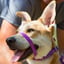 Canny Collar Size 4 Purple image 2