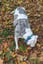 Bow Tie Dog Collars image 15