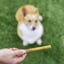Junior Bully Sticks image 3