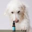 Hemp Oil With 1000mg Naturally Occurring CBD For Large Dogs image 1