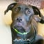 Flea & Tick Prevention Collar - for Dogs & Puppies image 4