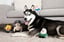 Political Dog Toys image 1