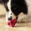 Chewtastic Geometrics Natural Rubber Interactive Toy Geo-AstroRolly Red image 5