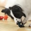 Chewtastic Geometrics Natural Rubber Interactive Toys Geo-Duo image 5
