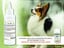 Natural Ear Mite Treatment - for Dogs & Cats image 3