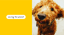 120 Box Compostable Poo bags - Yellow image 2