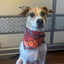 Astros Bandana image 2